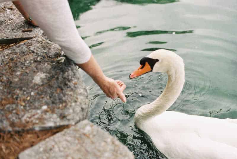 Lake Eola Park Orlando, Orlando parks