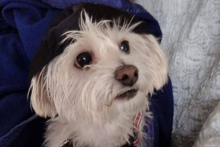 Max the dog wearing a yarmulke, adding a fun and festive touch to Hanukkah 2024 gift ideas