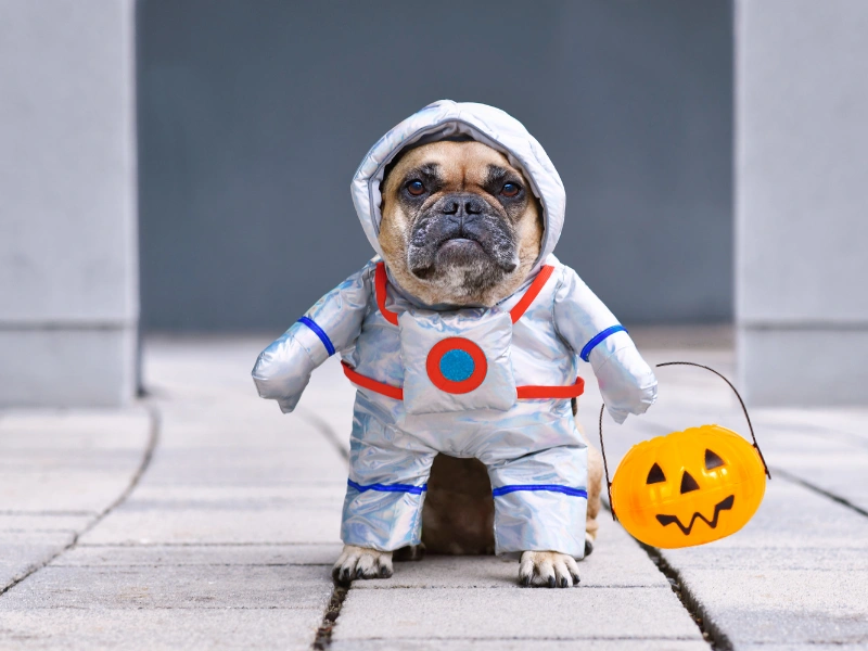 things to do for halloween – dog astronaut ready for a pet costume parade and trick-or-treat