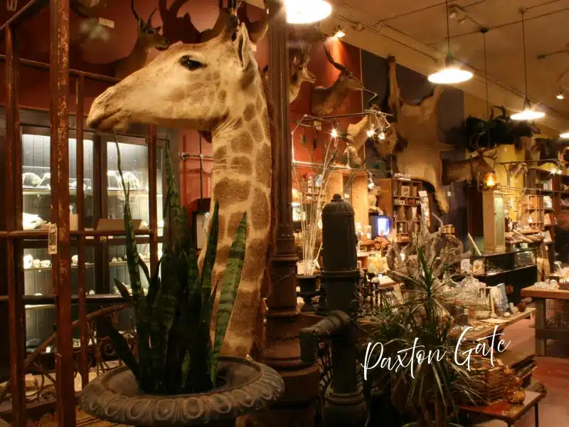 Paxton Gate shop interior with taxidermy giraffe, plants, and curiosities—San Francisco gift shop idea.