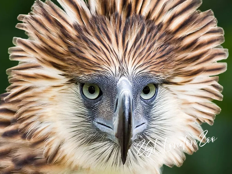 Close-up of a crested raptor at ZSL London Zoo—London experience gift idea (zoo gift membership).
